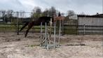3 jaar oude merrie Colorit z x Everglade vdl x Libero h, Dieren en Toebehoren, Paarden, Merrie, Springpaard, Gechipt, 3 tot 6 jaar