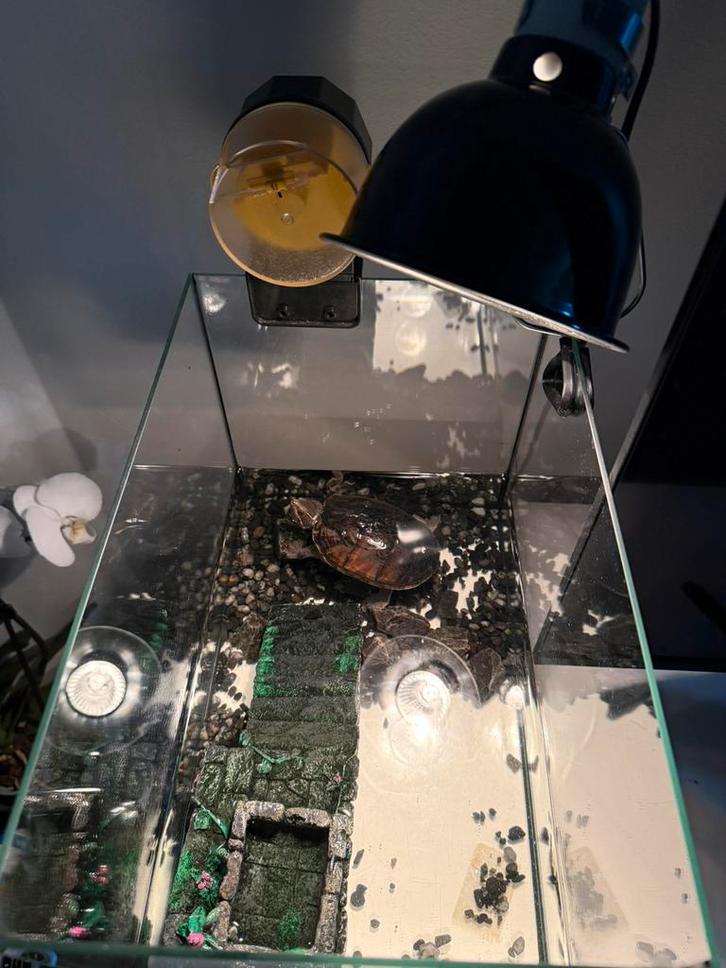 Schildpad, Animaux & Accessoires, Reptiles & Amphibiens | Accessoires, Comme neuf, Enlèvement