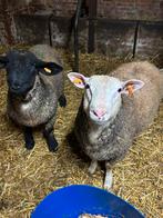 Jonge rammen te koop, Dieren en Toebehoren, Schapen, Geiten en Varkens