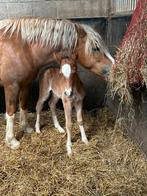 Welsh pony Sectie C hengstveulen, Dieren en Toebehoren, Gechipt, 0 tot 2 jaar, Hengst, C pony (1.27m tot 1.37m)