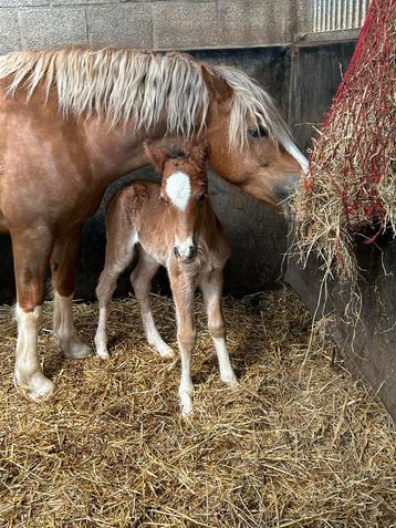 Welsh pony Sectie C hengstveulen, Poney C (1.27 m à 1.37m), Poney de récréation, 0 à 2 ans, Non dressé