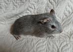Jonge cavia, Dieren en Toebehoren, Knaagdieren, Cavia, Augustus, Mannelijk, Tam