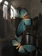Splendide Envolée de 2 Papillons Exotiques Zalmoxis Globe, Insecte, Animal empaillé, Enlèvement ou Envoi, Neuf