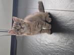 Britse korthaar kittens, Dieren en Toebehoren, Katten en Kittens | Raskatten | Korthaar, Meerdere dieren, Gechipt, 0 tot 2 jaar