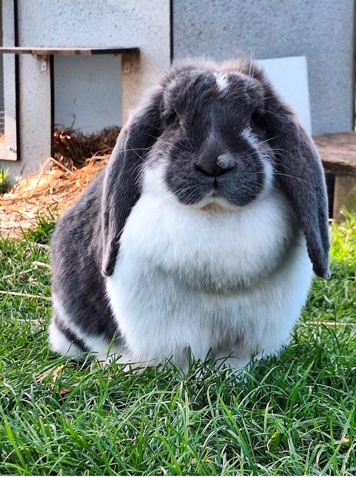 Verwacht nestje franse hangoren, Dieren en Toebehoren, Konijnen