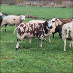 2 raszuivere baggerbonte dekbokken, Dieren en Toebehoren, Schapen, Geiten en Varkens, Mannelijk, Schaap