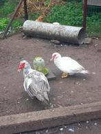 koppel barberies te koop, Dieren en Toebehoren, Eend