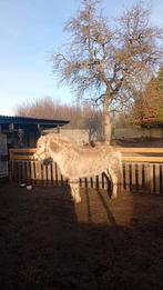 Fjord ruin vuurwerkproof alleen op pad allemaal perfect, Poney C (1.27 m à 1.37m), Hongre, Ne s'applique pas, Avec pedigree