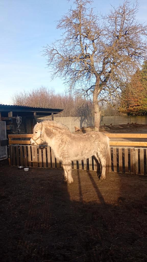 Fjord ruin vuurwerkproof alleen op pad allemaal perfect, Dieren en Toebehoren, Pony's, Ruin, Niet van toepassing, C pony (1.27m tot 1.37m)