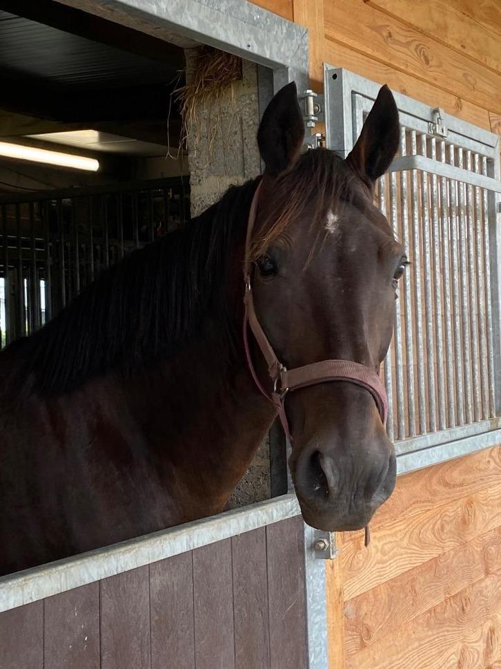 Weidemaatje/gezelschapspaard, Dieren en Toebehoren, Paarden, Ruin, Niet van toepassing, 160 tot 165 cm, 11 jaar of ouder, Recreatiepaard