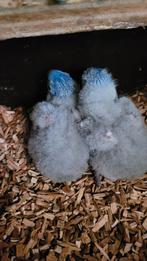 Lori van de blauwe bergen handtam handopfok, Perruche, Bagué