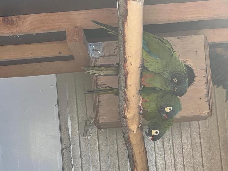 Ara maracana (2) te koop of ruilen, Dieren en Toebehoren, Vogels | Parkieten en Papegaaien, Papegaai, Meerdere dieren, Geringd