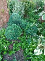 Sedum, Ophalen