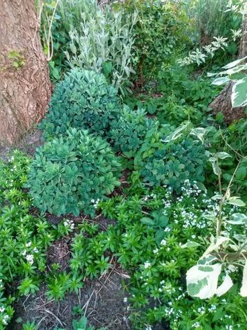 Sedum beschikbaar voor biedingen