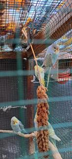 vogels, Dieren en Toebehoren, Ophalen of Verzenden