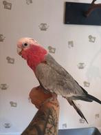 Rosalbin eam femelle, Animaux & Accessoires, Enlèvement