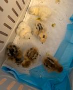Kuikens, Dieren en Toebehoren