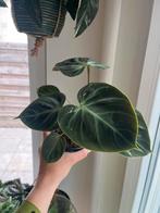 Philodendron El Choco Red, Ophalen of Verzenden