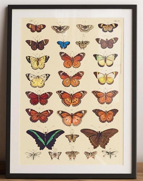 Vlinders Butterflies Grote Kunst Poster affiche, Verzamelen, Posters, Nieuw, Verzenden