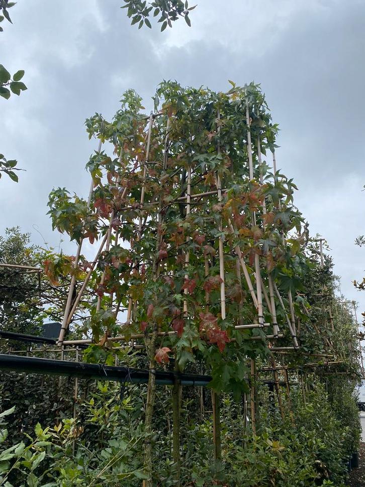 Liquidambar styraciflua 'Gum Ball', Solitaire Boom., Tuin en Terras, Planten | Bomen, Herfst, Ophalen