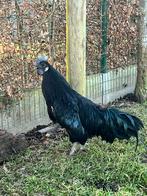 Coq Ayan Cemani, Mâle, Poule ou poulet