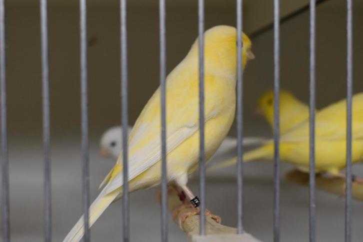 split man en pop voor rec wit 2025, Dieren en Toebehoren, Vogels | Kanaries, Kleurkanarie, Meerdere dieren