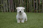 Chiots West Highland White Terrier (chiots Westie), Parvovirose, Plusieurs, Belgique, 8 à 15 semaines