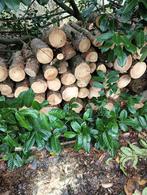 Stookhout, 3 tot 6 m³, Ophalen, Overige houtsoorten, Stammen