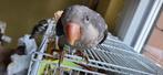 Conure souris apprivoisé, Dieren en Toebehoren, Vrouwelijk