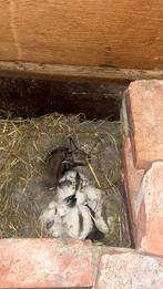 Vleeskonijn, Dieren en Toebehoren, Knaagdieren, December, Geslacht onbekend, Overige typen