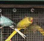 Halsbandparkiet, Dieren en Toebehoren, Geringd