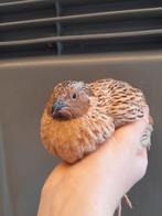 Trio japanse / jumbo kwartels, Meerdere dieren, Tam