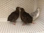 3 vrouw kwartels, Dieren en Toebehoren, Pluimvee, Vrouwelijk, Overige soorten