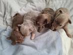 Chihuahua pups, Dieren en Toebehoren, Honden | Chihuahua's en Gezelschapshonden, België, 8 tot 15 weken, Meerdere, Meerdere dieren