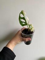 Monstera adansonii aurea variegata, Huis en Inrichting, Ophalen of Verzenden