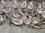 Marmertaling @ Paradijshof, Dieren en Toebehoren, Meerdere dieren, Eend