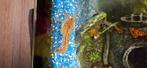 Gratis Marmerkreeftjes, Dieren en Toebehoren, Vissen | Aquariumvissen, Kreeft, Krab of Garnaal, Zoetwatervis