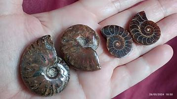 Ammonites de Madagascar 