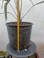 Trachycarpus gelukspalm, Tuin en Terras, Planten | Bomen, Ophalen, Palmboom