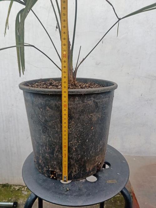 Trachycarpus gelukspalm, Tuin en Terras, Planten | Bomen, Palmboom, Ophalen