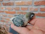 Dwergpapegaaitjes (Agapornis Personata) voor handopfok, Dieren en Toebehoren, Vogels | Parkieten en Papegaaien, Geringd