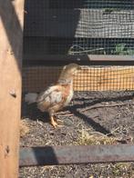 Legkip kuikens 🐣 gesekt en geënt, Dieren en Toebehoren, Pluimvee, Vrouwelijk, Kip