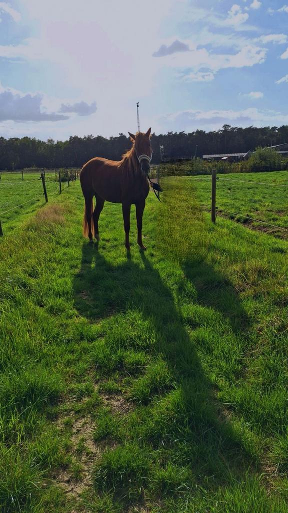 Draver merrie, Dieren en Toebehoren, Paarden, Merrie, Zadelmak, Minder dan 160 cm, 3 tot 6 jaar, Recreatiepaard, Gechipt, Ontwormd