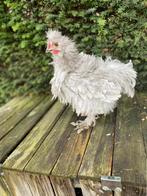 Zijdehoen haan krulveer parelgrijs, Mâle, Poule ou poulet