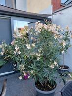 oleander te koop, Ophalen