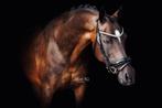 Prachtige Z dressuurpony, L springen en cross, Dieren en Toebehoren, Merrie, Z, Gechipt, Dressuurpony