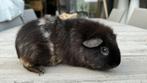 Cobaye Cavia femelle Us Teddy Noir et Blanche, Cobaye