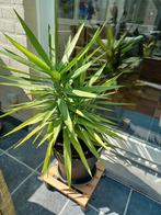 Yucca kamerplant., Vaste plant, Ophalen