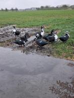 Jonge barberies, Meerdere dieren, Eend