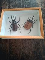 2 grote kevers, Ophalen